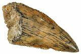 Serrated, Raptor Tooth - Real Dinosaur Tooth #275075-1